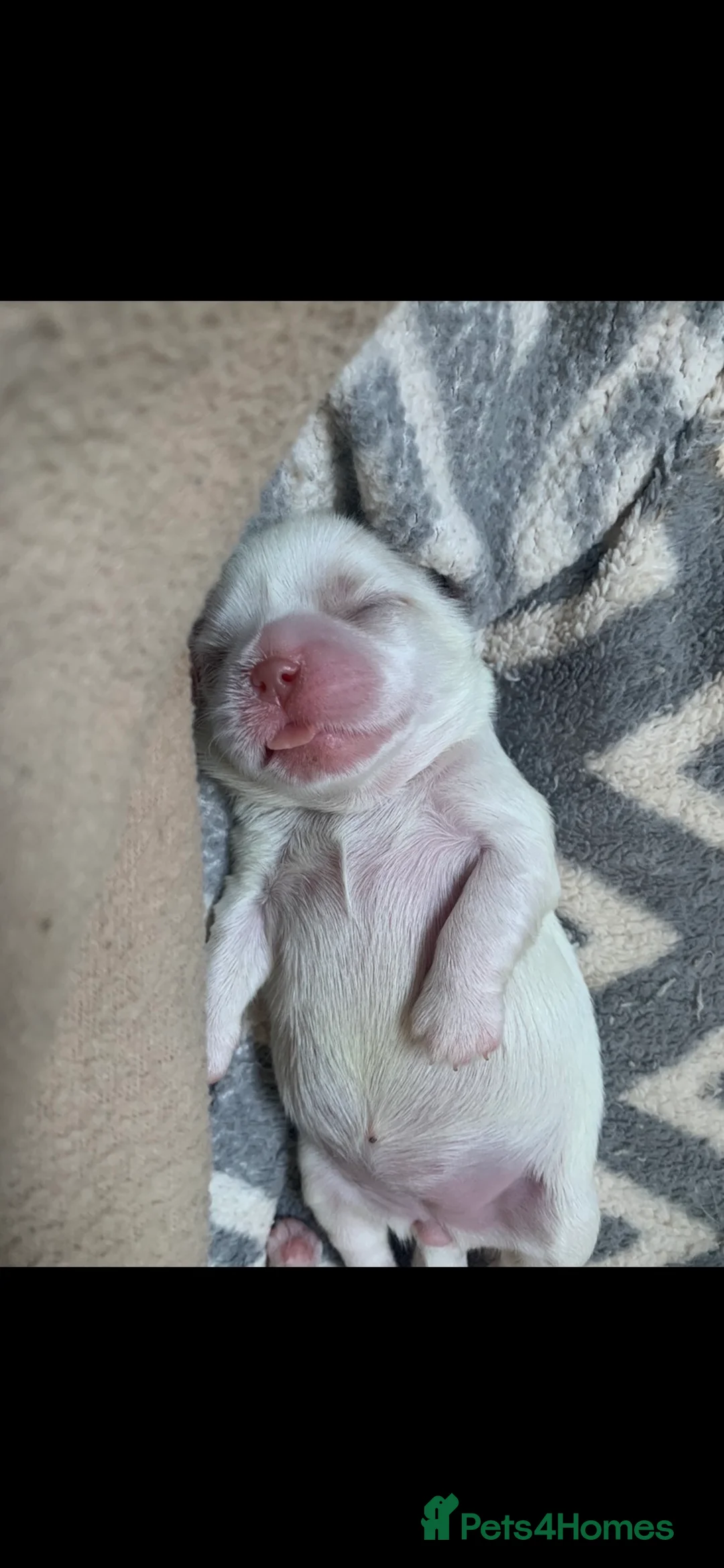 Shih Tzu dogs for stud: Lilac imperial shih tzu for stud in Clydebank - Advert 14