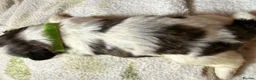 Shih Tzu dogs for sale: Shih Tzu puppies - Advert 4