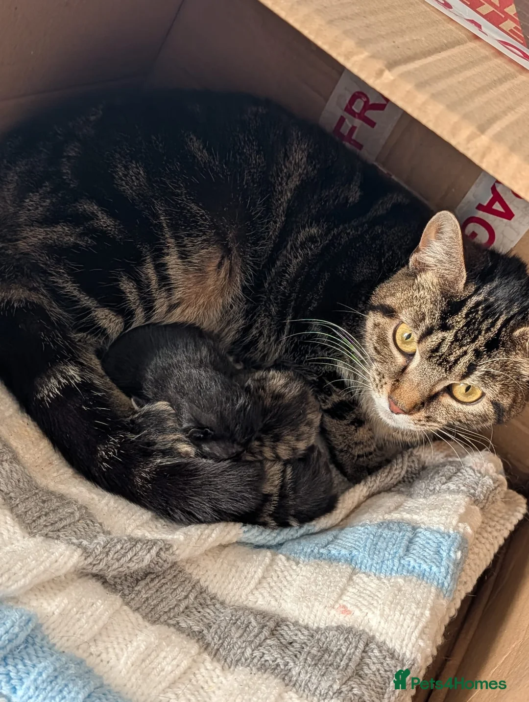 Bengal cats for sale: Last beautiful Bengal x Tabby girl left.  - Advert 2