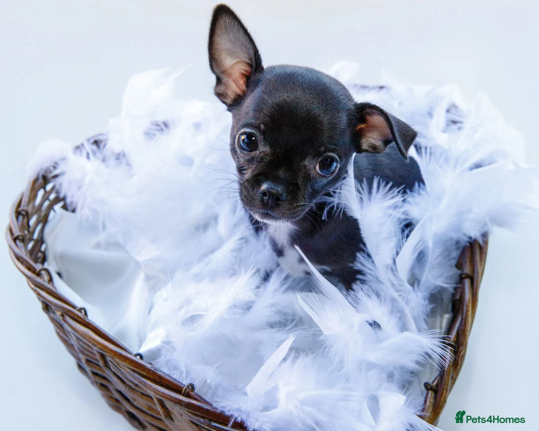 Chihuahua dogs for sale: 🐾Chihuahua Girls ready for forever loving homes - Advert 2