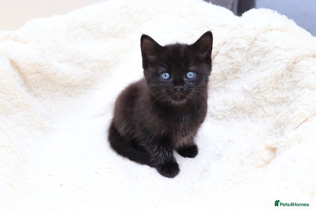 Mixed Breed cats for sale: Adorable Kittens Ready SOON - Image 6