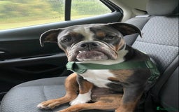 Olde English Bulldogge dogs for sale: 7 months Olde English bulldogge - Image 5