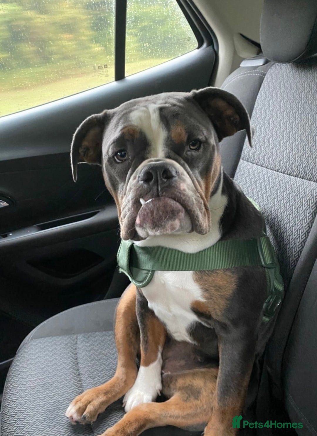Olde English Bulldogge dogs for sale: 7 months Olde English bulldogge - Image 5