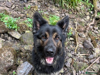 German Shepherd dogs in Kilmacolm - Advert 3