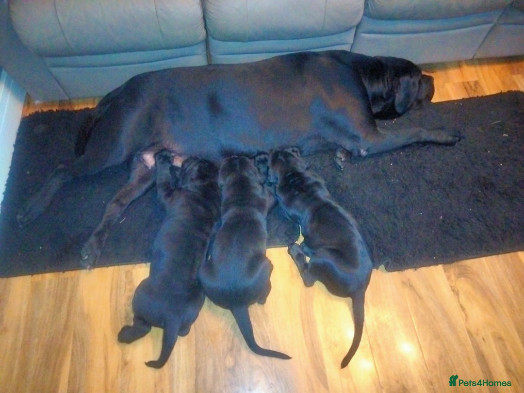 Cane Corso dogs for sale: Cane Corso puppies 14/11/25 - Image 8