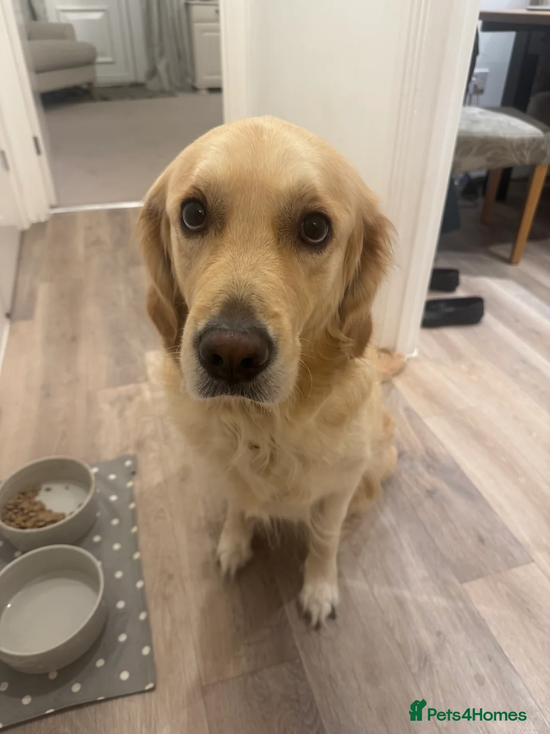 Golden Retriever dogs for sale: Beautiful KC registered Golden Retriever puppies - Advert 22