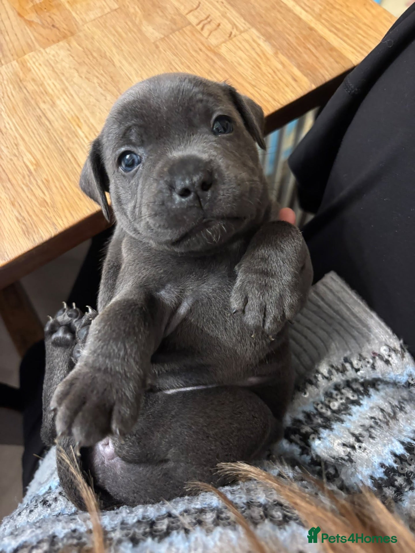 Staffordshire Bull Terrier dogs for sale: 1 left Quality KC registered Blue staffy puppies** - Advert 1