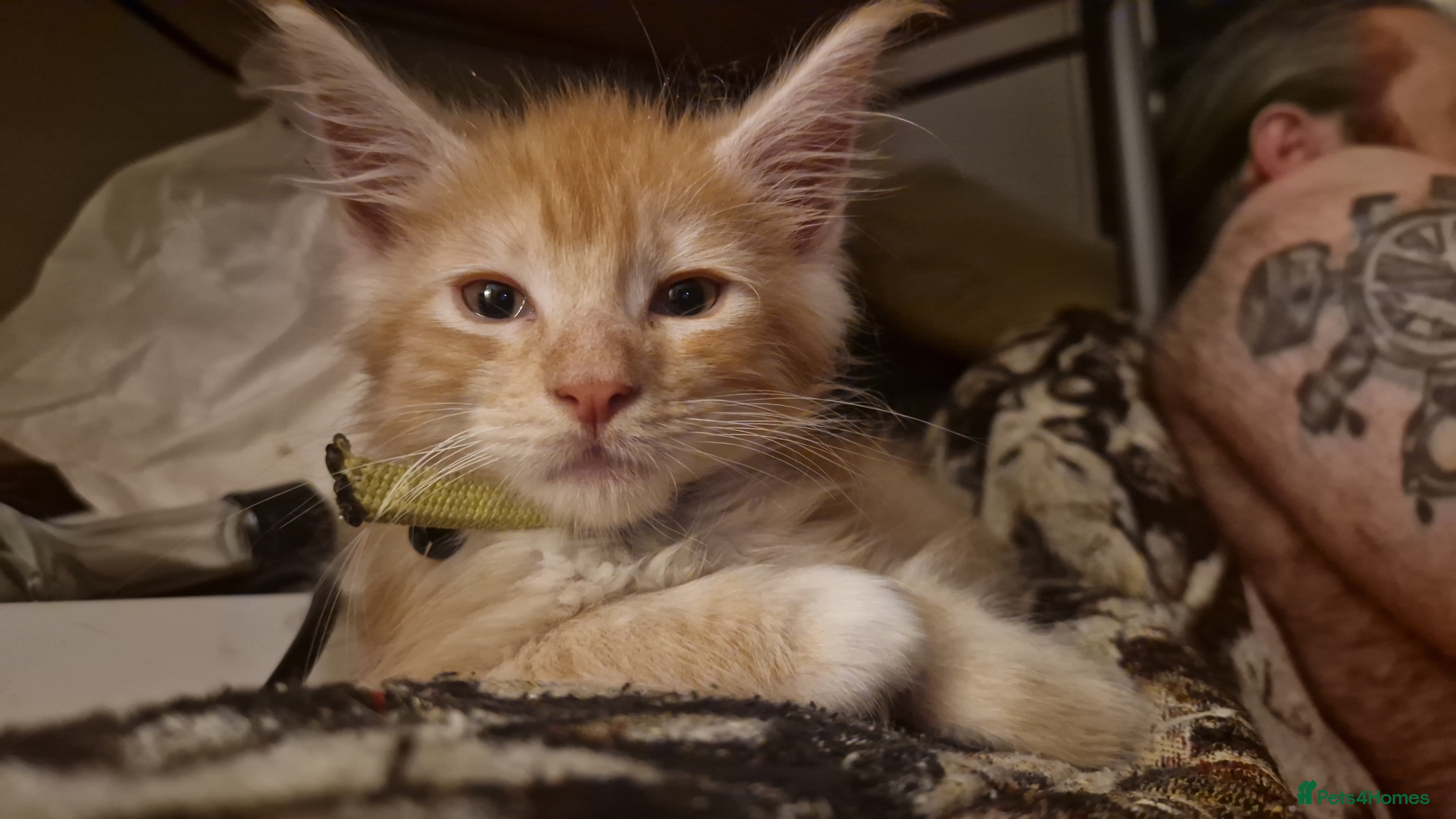 Maine Coon cats Stunning Maine Coon Babies - Advert 1