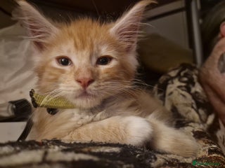 Maine Coon cats Stunning Maine Coon Babies - Advert 1