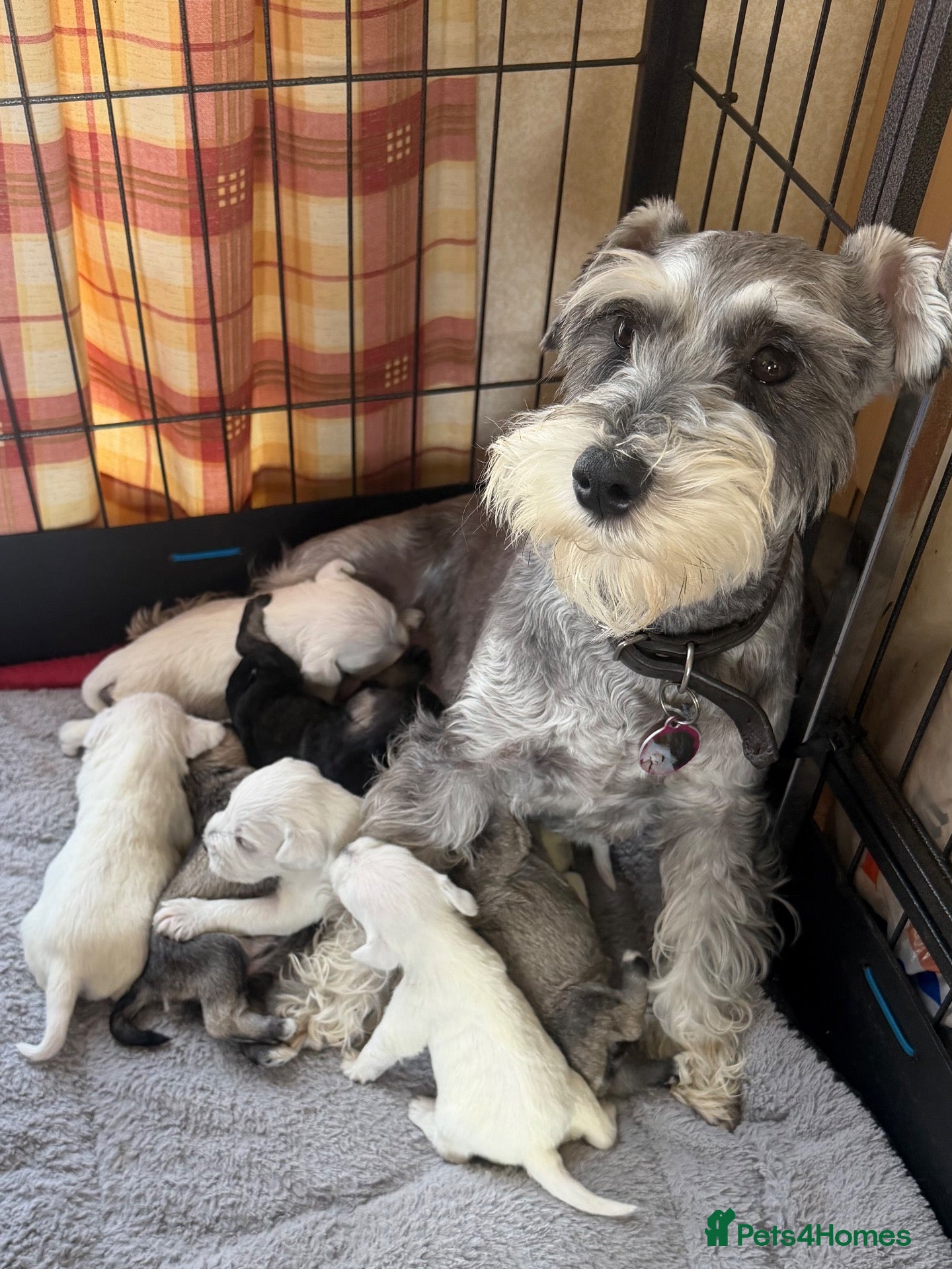 Miniature Schnauzer dogs Stunning Miniature Schnauzer Puppies - Advert 3