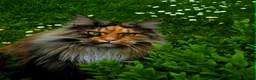Maine Coon cats for sale: Female Maine Coon Registered FIFe - Advert 2