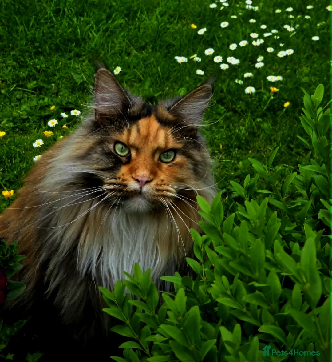 Maine Coon cats for sale: Female Maine Coon Registered FIFe - Advert 2