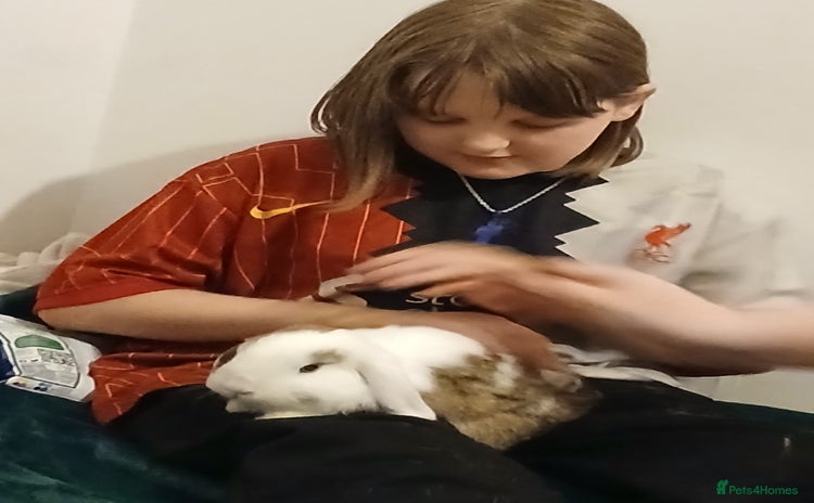 Mini Lop rabbits - Advert 1