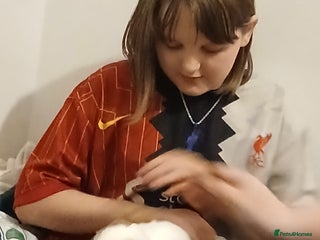 Mini Lop rabbits - Advert 17