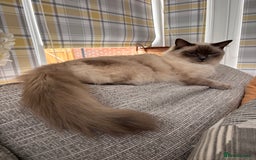 Ragdoll cats for sale: Ragdoll fluff balls for sale - Image 6