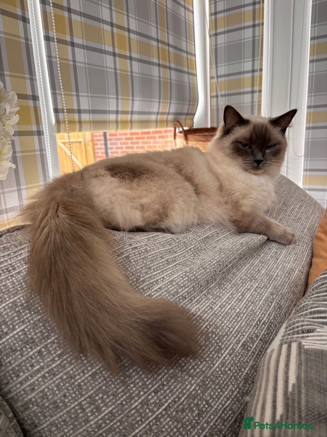 Ragdoll cats for sale: Ragdoll fluff balls for sale - Image 6
