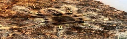 Tarantulas invertebrates for sale: X3 tarantula’s in Rushden - Advert 1