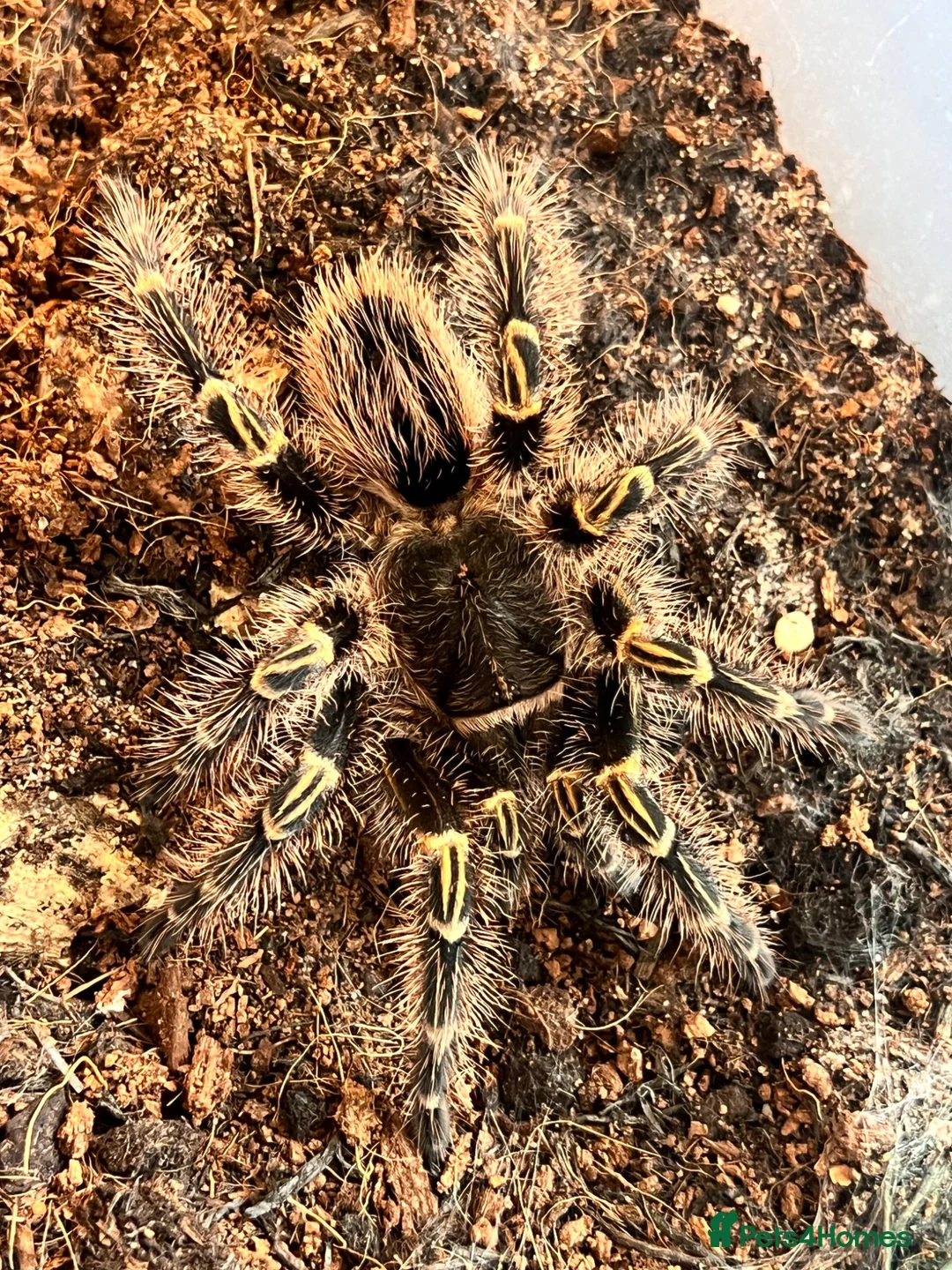 Tarantulas invertebrates for sale: X3 tarantula’s in Rushden - Advert 1