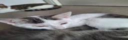 Mixed Breed cats for sale: Little Pua (Moana) - Advert 6