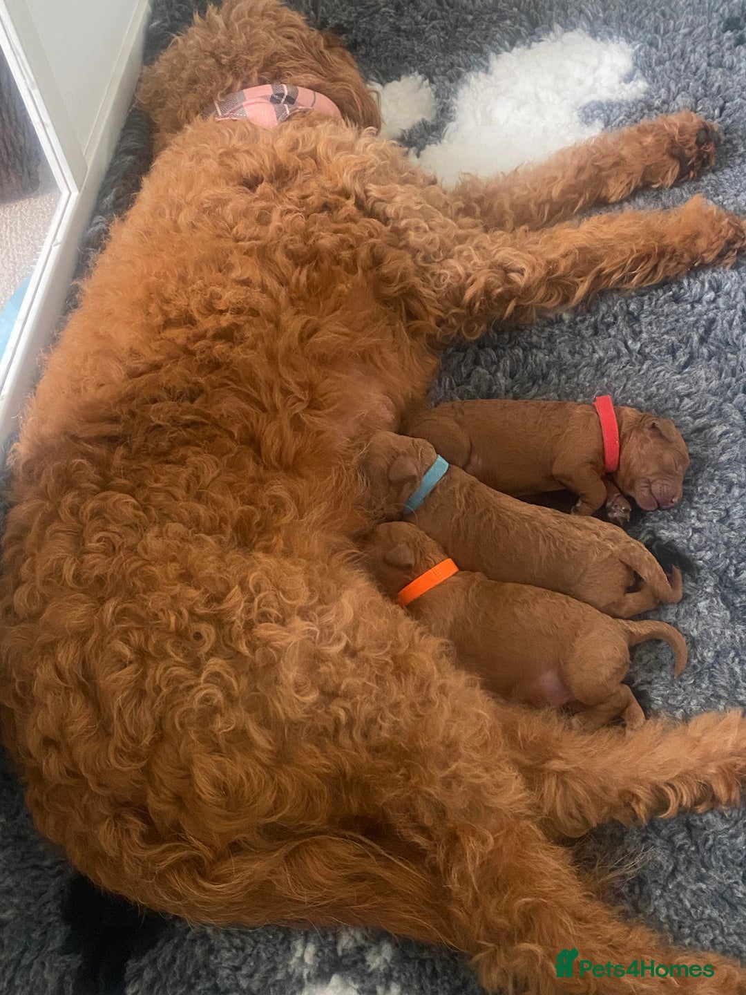Labradoodle dogs for sale: Stunning red miniature labradoodle puppies - Image 10