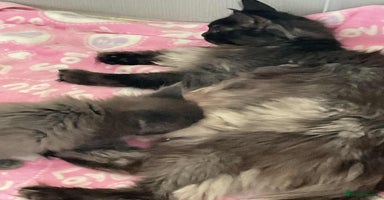 Maine Coon cats - Advert 12