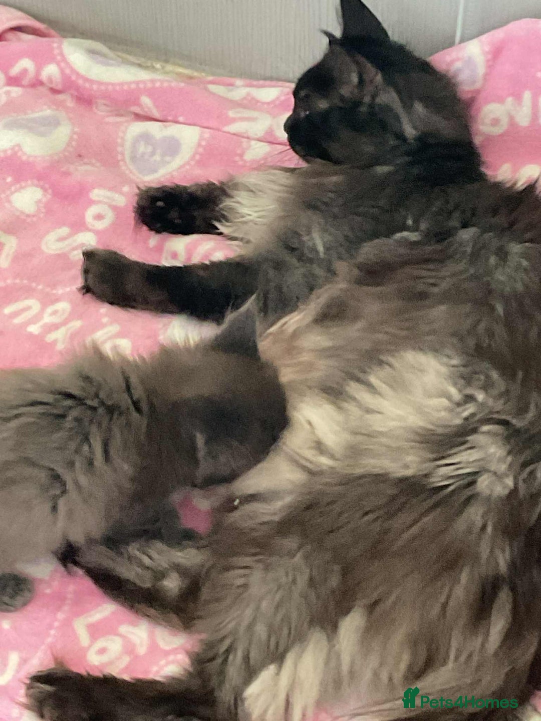Maine Coon cats for sale: Stunning Maine Coon kittens  - Image 2