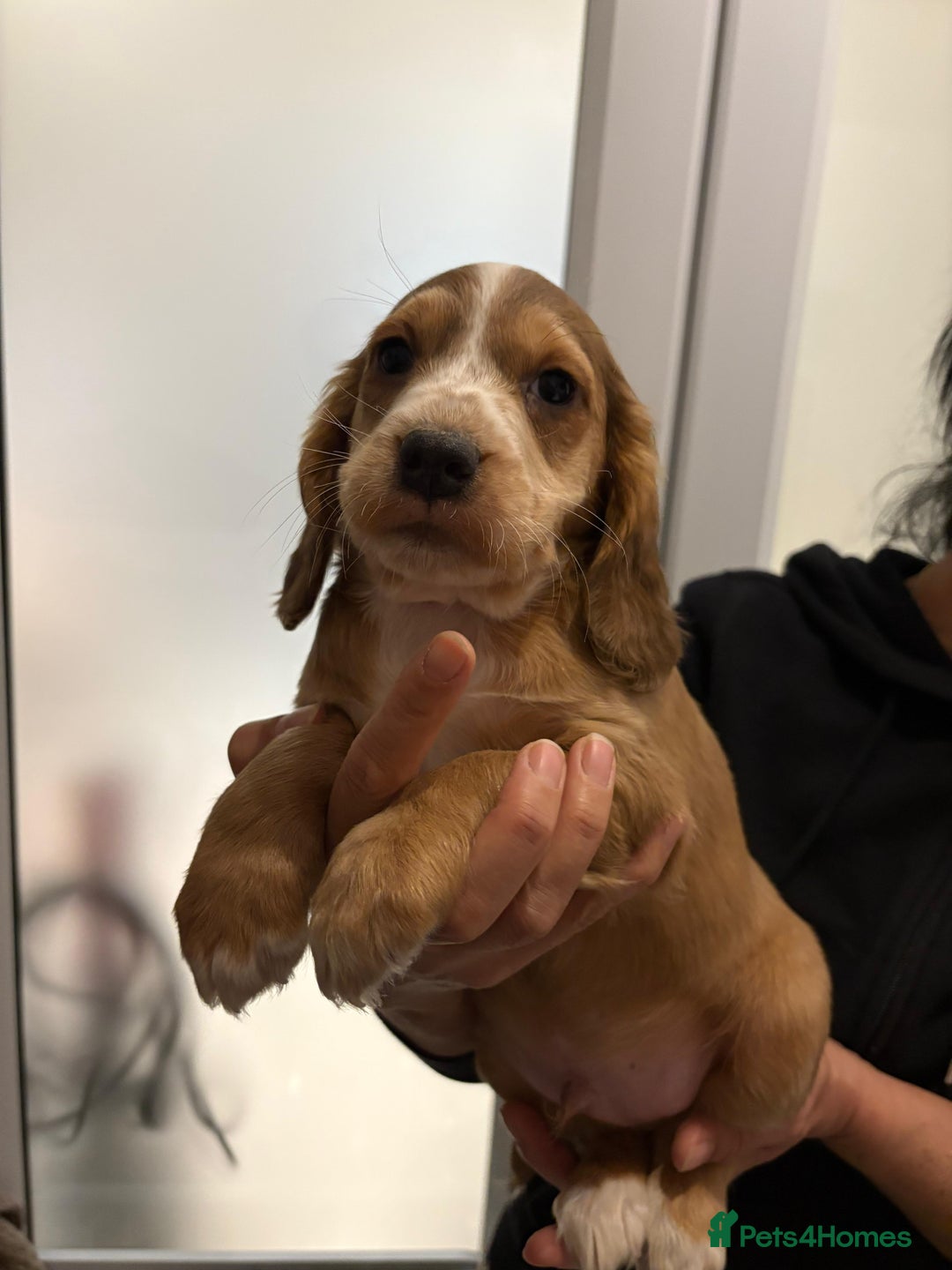 Cocker Spaniel dogs for sale: Show type KC and DNA health tested parents  - Advert 9