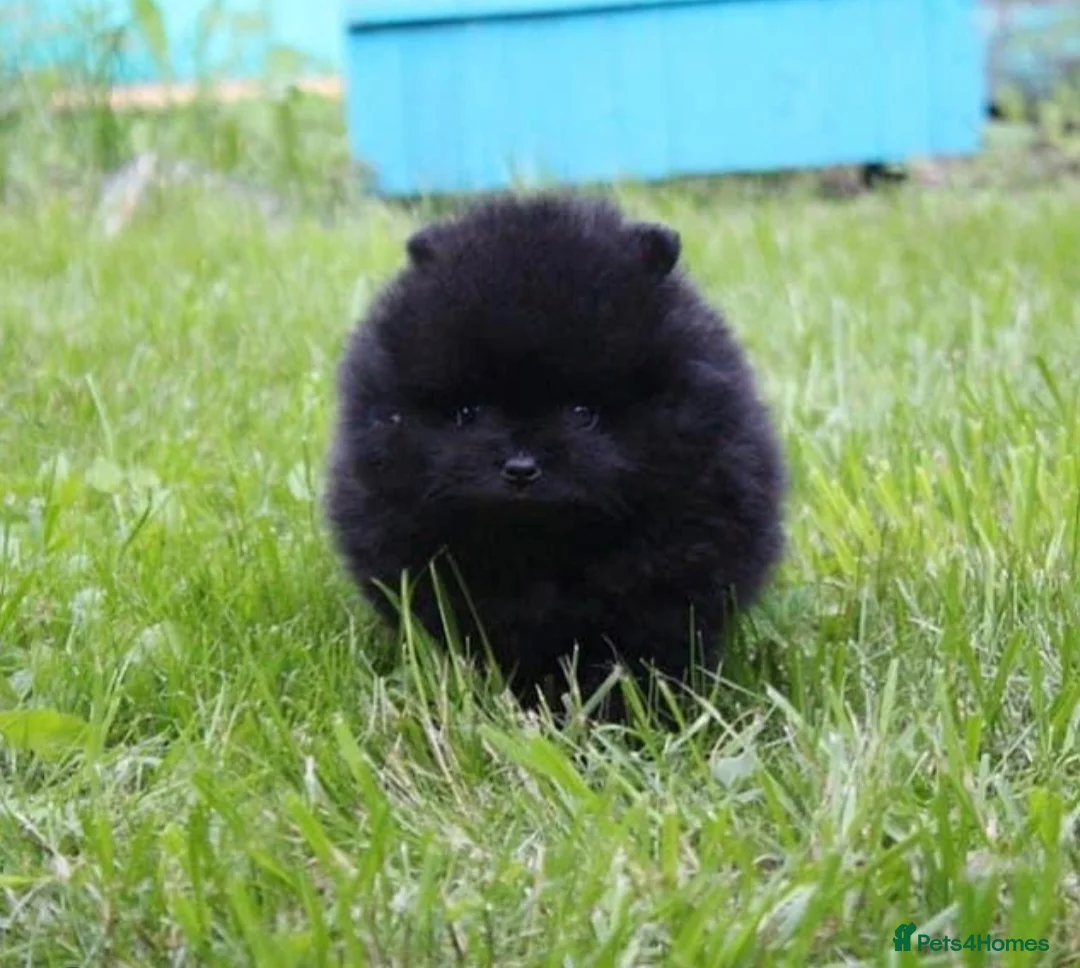 Pomeranian dogs for sale: 40+🏆 in lines 💙 only ready now! - Advert 8