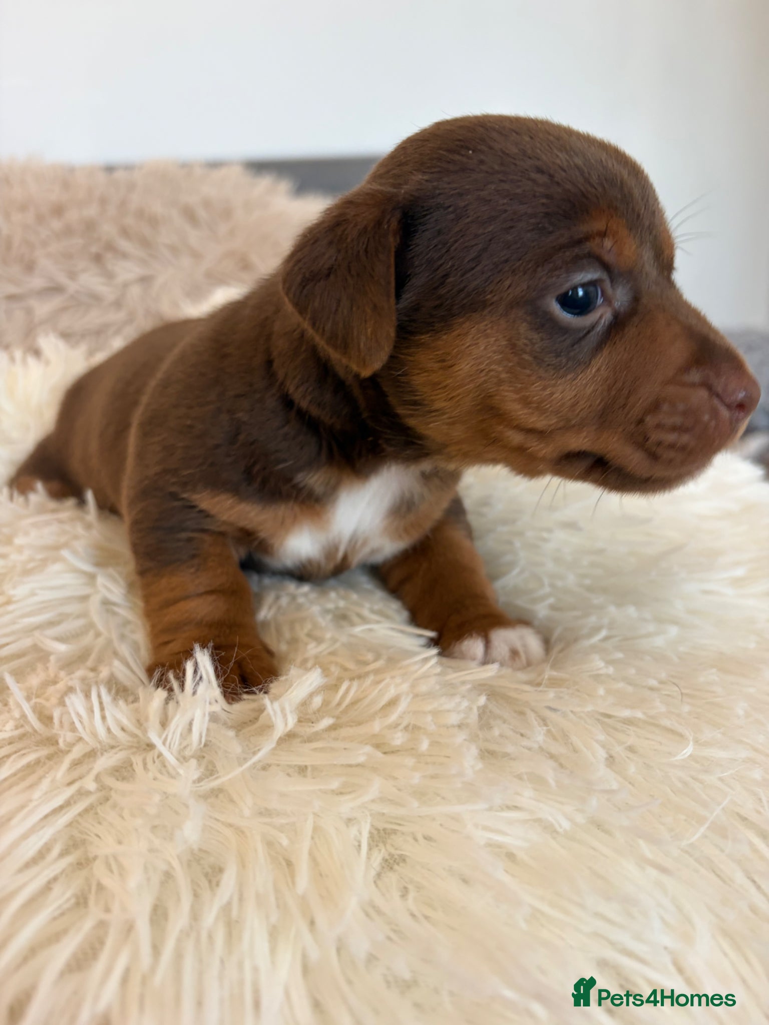 Jack Russell dogs Miniature Jack Russell puppies  - Advert 2