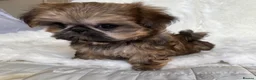 Shih Tzu dogs for sale: AMERICAN IMPERIAL SHIH TZU PUPPIES - Advert 4