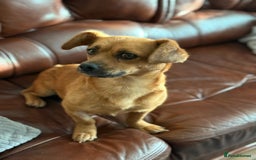 Mixed Breed dogs for adoption: Lovely Luna looking for LOVE - Image 9