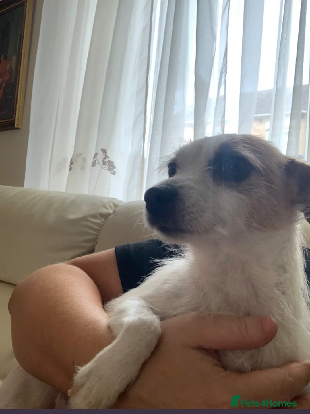 Jack Russell dogs for sale: Bunny’s babys - Advert 1