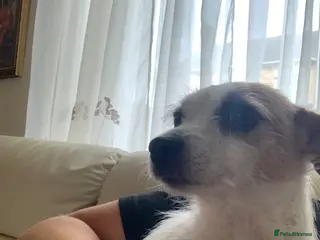 Jack Russell dogs Bunny’s babys - Advert 16