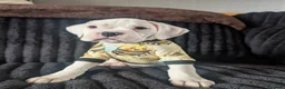 Boxer dogs for sale: Stunning boxer puppies  - Advert 18
