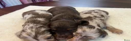 Miniature Dachshund dogs for sale: Tiny KC Long Haired Dachshunds  Chocolate & Dapple - Advert 9