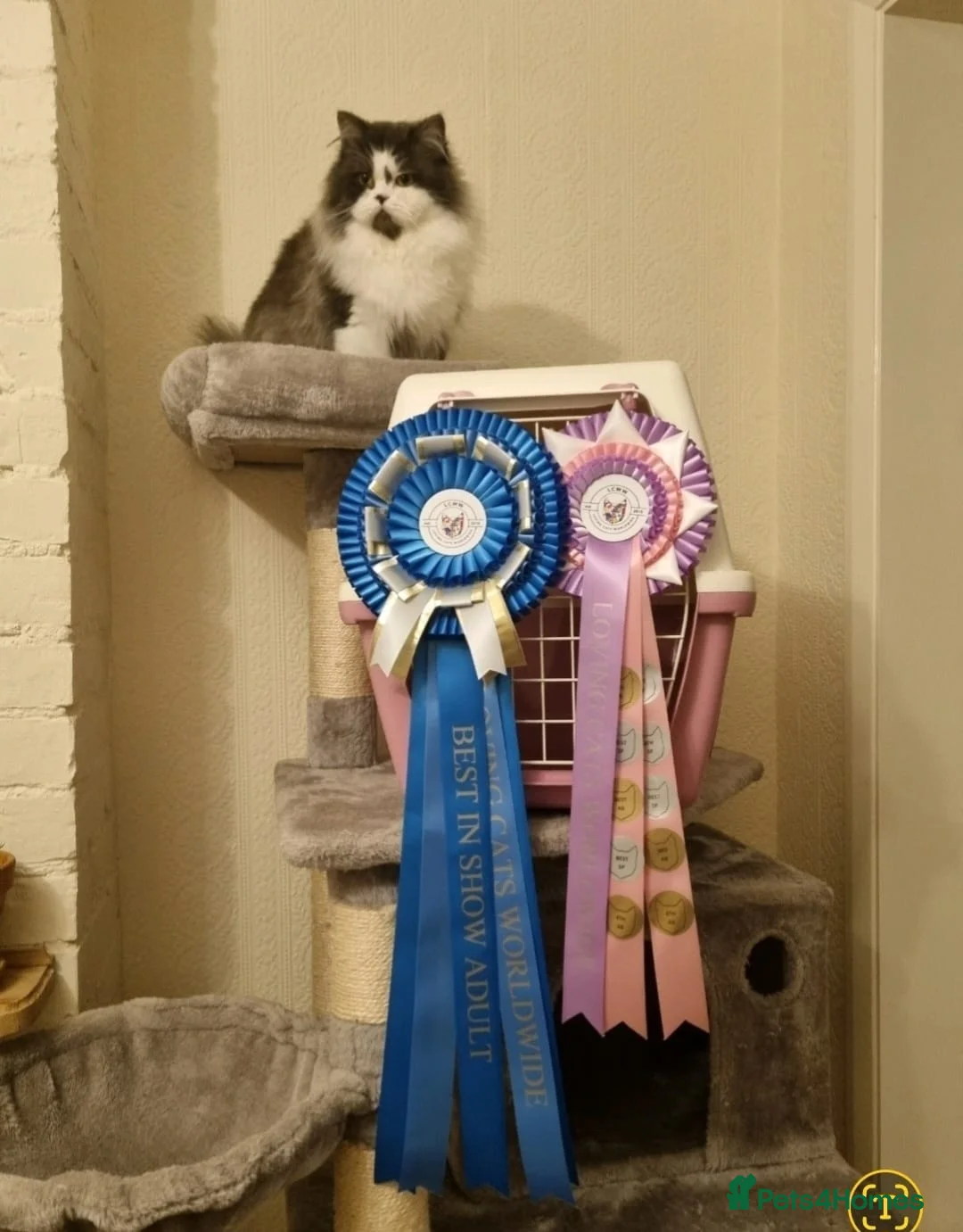 British Longhair cats for sale: Retired Champion Girl - Advert 5