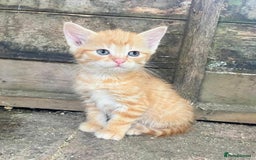 Domestic Shorthair cats for sale: Gorgeous 1/2 Bengals kittens - Image 20