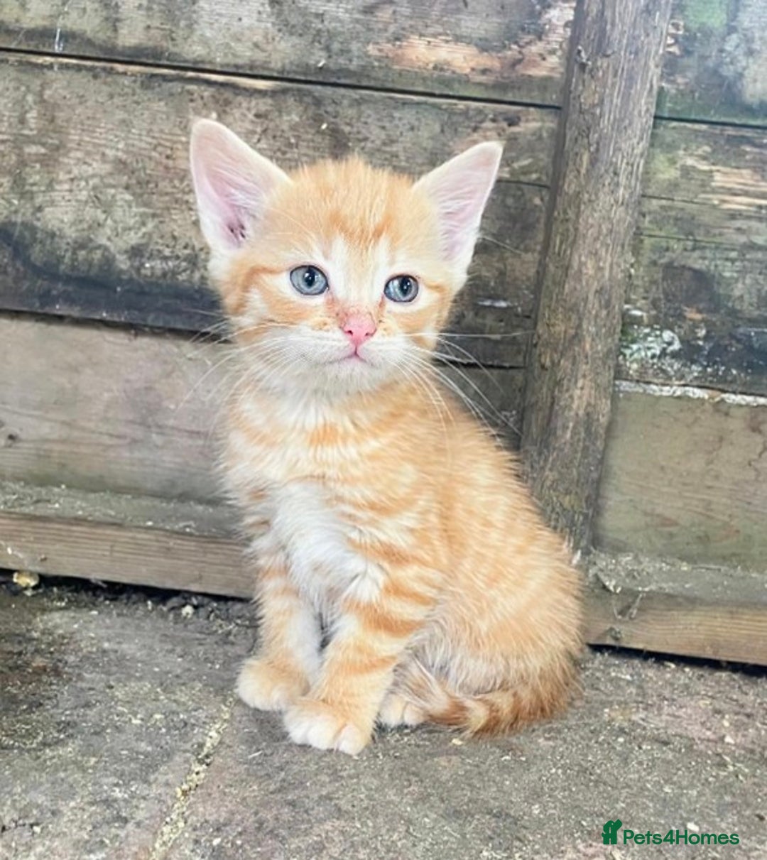 Domestic Shorthair cats for sale: Gorgeous 1/2 Bengals kittens - Image 20