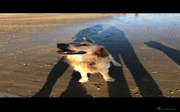 Mixed Breed dogs for sale: Beautiful chunky golden retriever x cockapoos  - Image 39