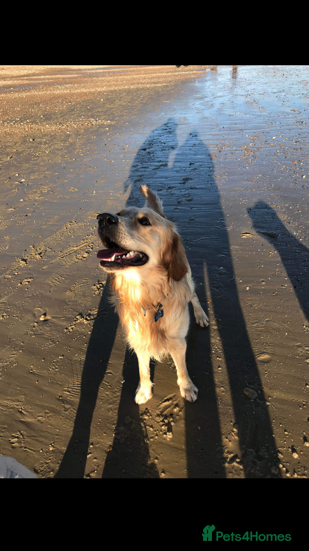 Mixed Breed dogs for sale: Beautiful chunky golden retriever x cockapoos  - Image 39