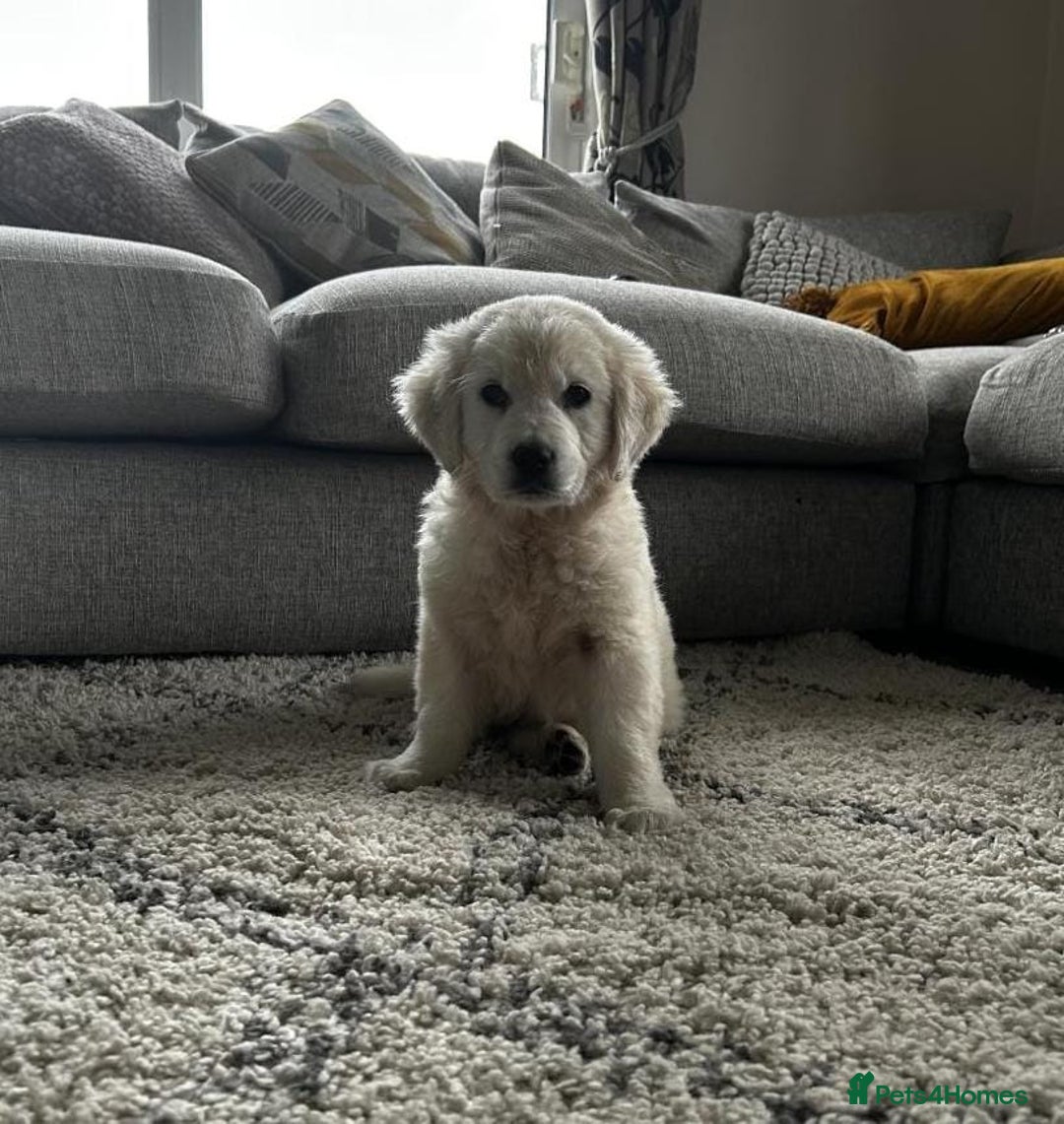 Golden Retriever dogs for sale: Chunky Golden Retriever puppies - Advert 5