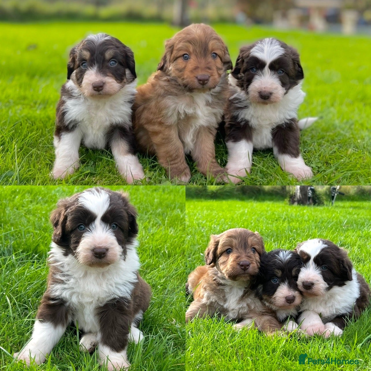 Bordoodle dogs OUTSTANDING *SABLE / TRI* BORDOODLES - Advert 1