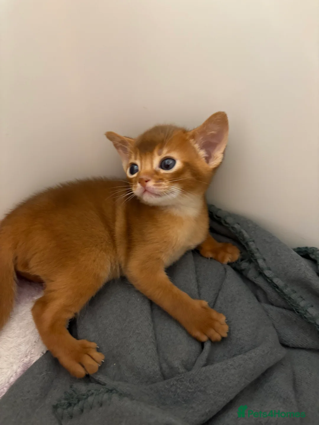 Abyssinian cats for sale: Abyssinian champion line kittens🏆 - Advert 8