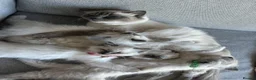 Ragdoll cats for sale: Blue Point Ragdoll Kittens Champion Bloodline - Advert 8