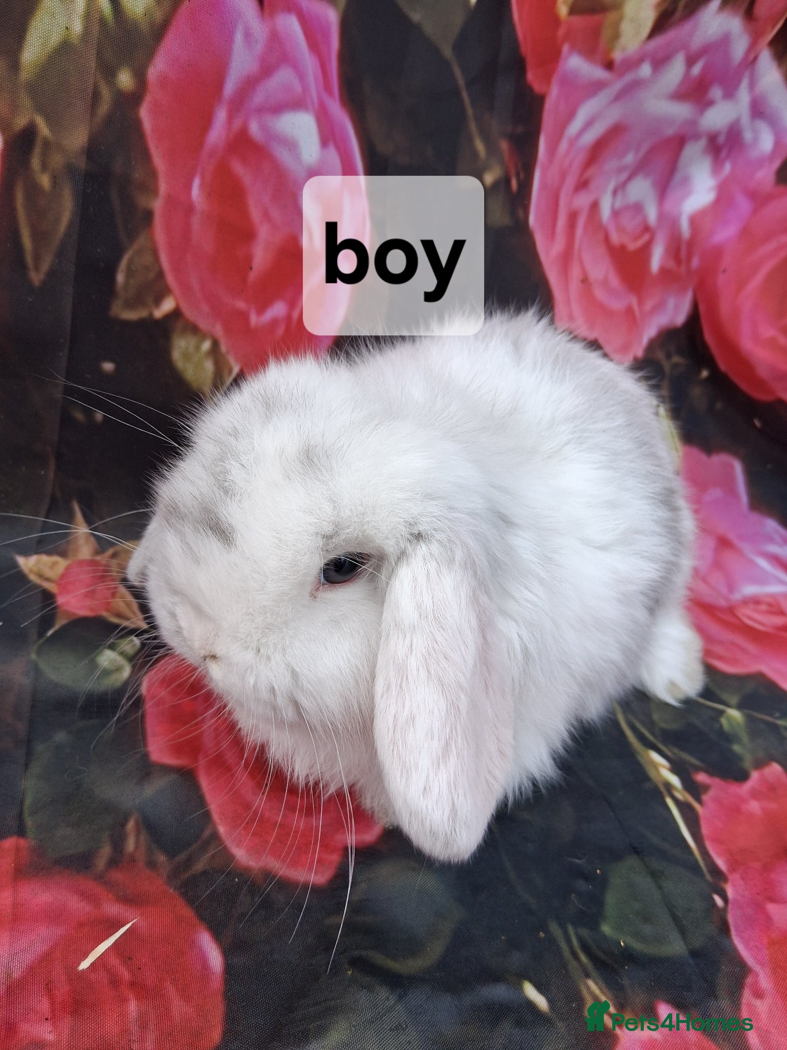 Mini Lop rabbits Pure mini lop baby rabbits/bunnies - Advert 2