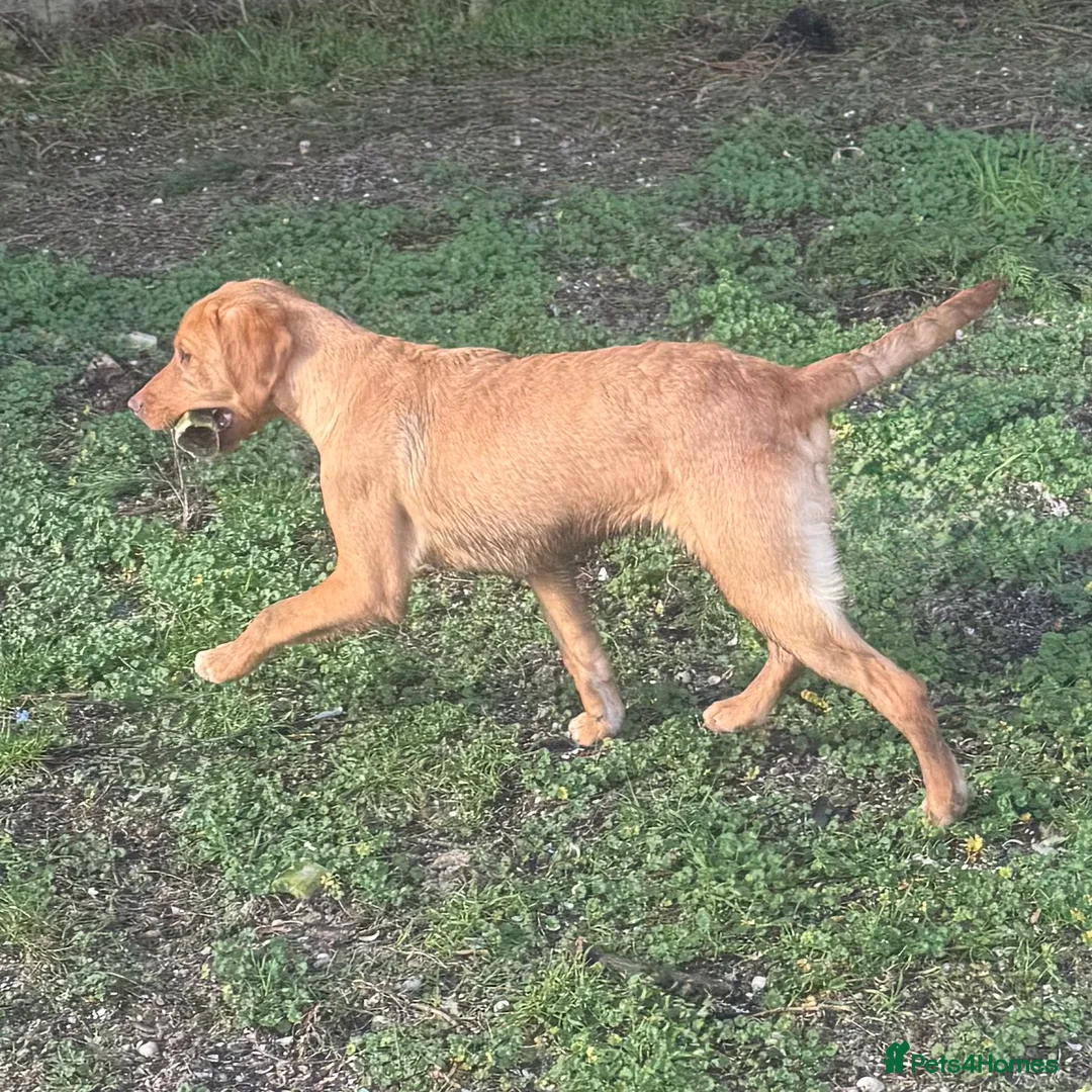 Labrador Retriever dogs for sale: 🧡 Older Yellow & Red RKC Labrador Boys 💛 - Advert 32