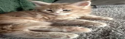 Maine Coon cats for sale: Maine Coon kittens from champion lines  - Advert 5