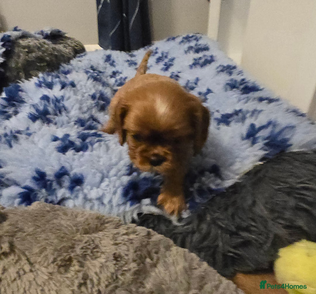 Cavalier King Charles Spaniel dogs for sale: Beautiful KC Registered. Health Tested Parents. - Advert 4