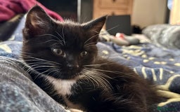 Mixed Breed cats for sale: 3 mixed breed kittens  - Image 5