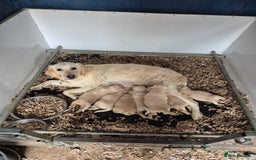 Golden Retriever dogs for sale: Dakota Sport Retriever Puppies  - Image 7